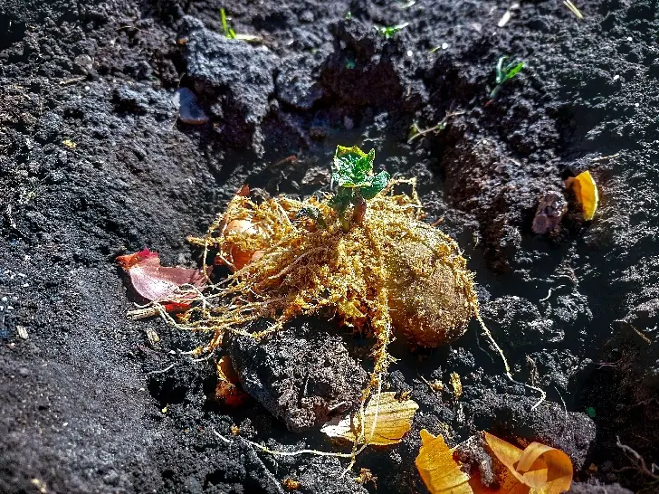 Совершаю простое действие, и картошка лежит до весны: подглядела хитрость у опытного дачника