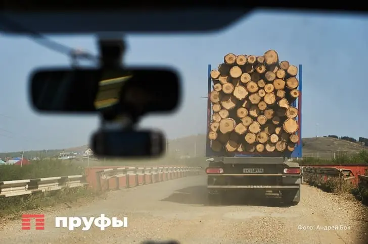 Золото под ногами: как китайцы зарабатывают миллионы на российской хвое