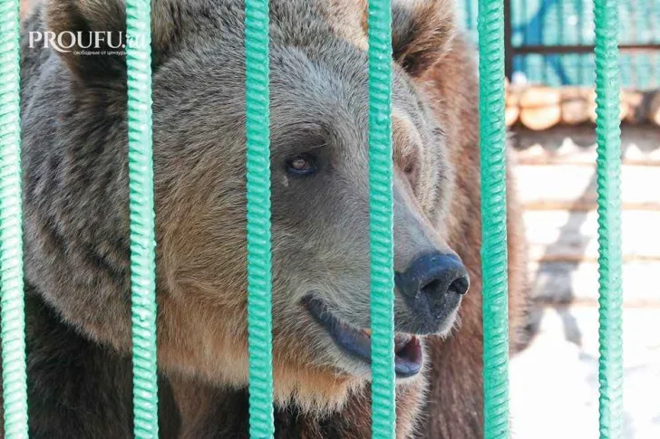 «Косолапый каннибал»: в Башкирии медведь съел медведя