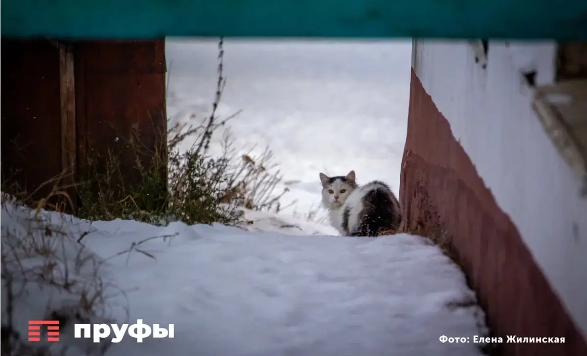 Домашнее животное отдаляется: 7 причин, почему кошка избегает хозяина 