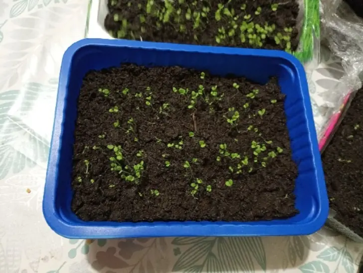 Полный огород урожая будет уже в мае: что нужно посадить в феврале на рассаду