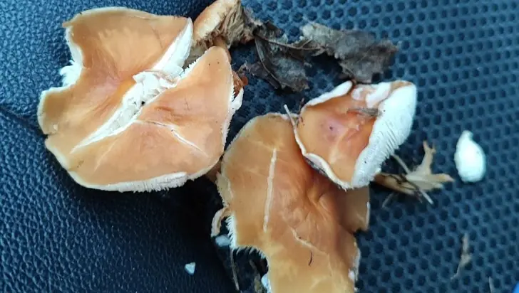 В еловых лесах Башкирии появились необычные грибы: кто успеет их собрать?