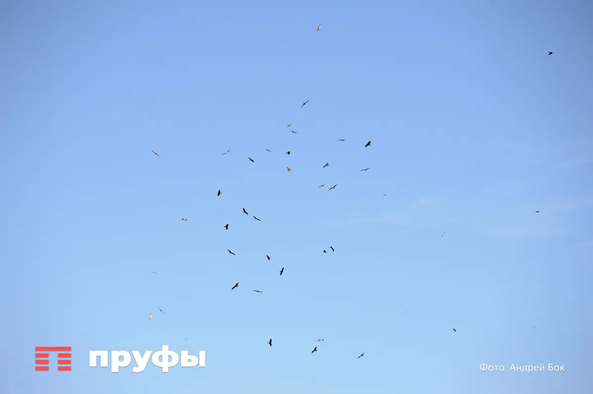 Что следует делать и куда нужно звонить, если увидели БПЛА