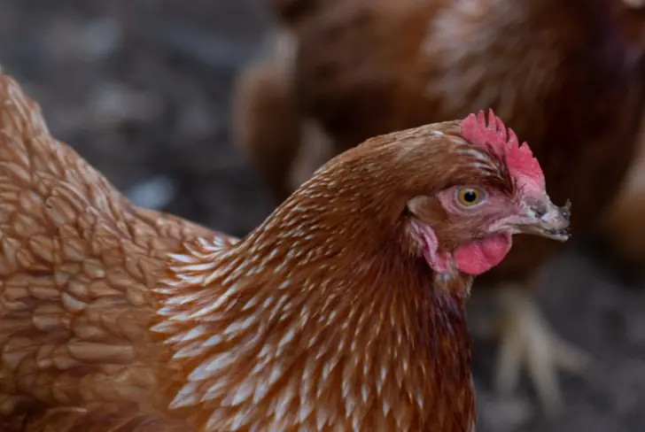 В Татарстане борются с птичьим гриппом после вспышки в двух хозяйствах
