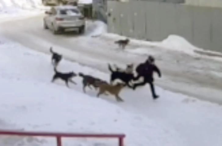 В Уфе стая собак чуть не разорвала школьника на части