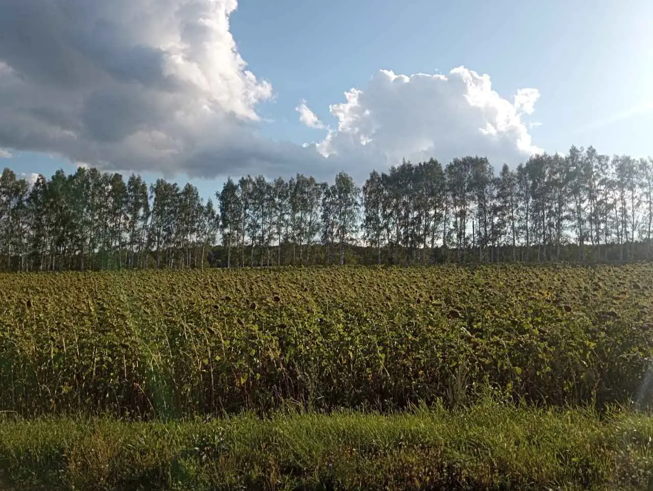 Фермеры в Башкирии устроили «масличный бум» − как это повлияет на страну 