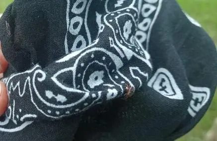 Клещи атакуют вашу палатку? Как защититься на природе от кровососущих без капли химии