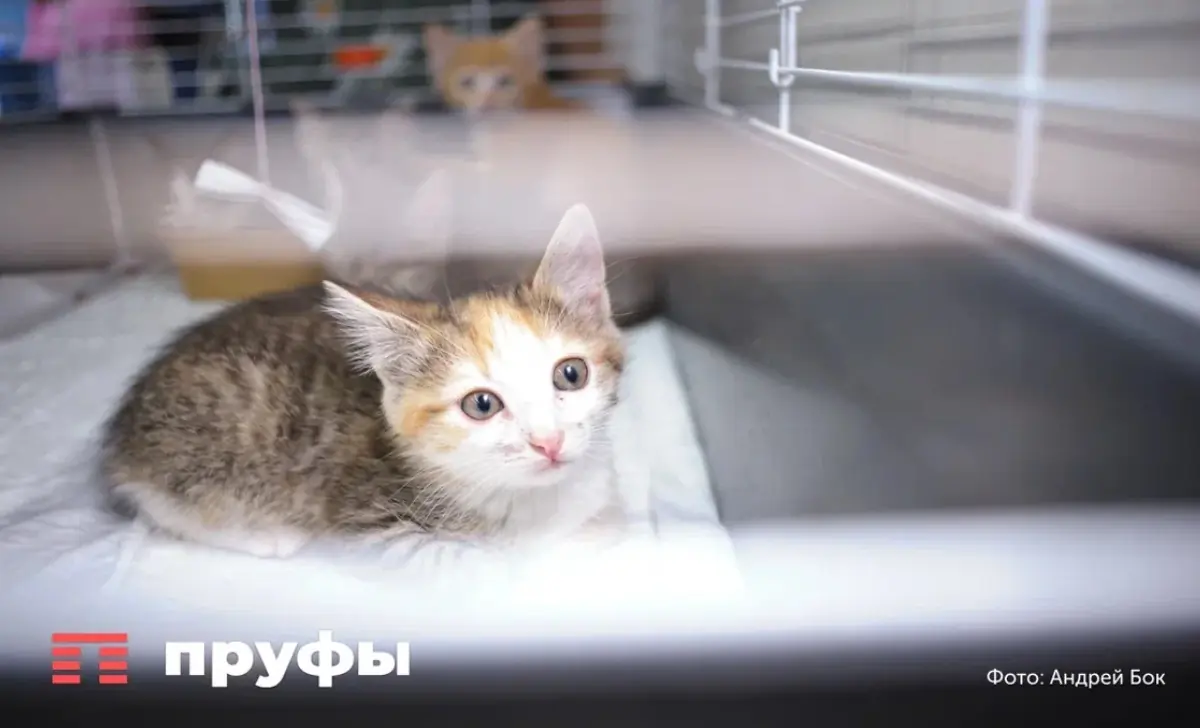 Как разговаривать с котом, чтобы он видел в вас не мебель, а друга: 5 простых правил 
