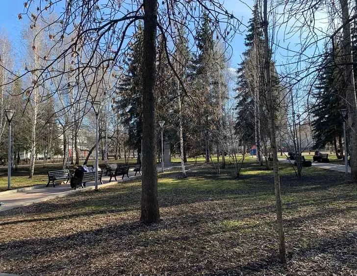 Из бюджета Уфы заплатят 10,1 млн рублей за ревизию деревьев
