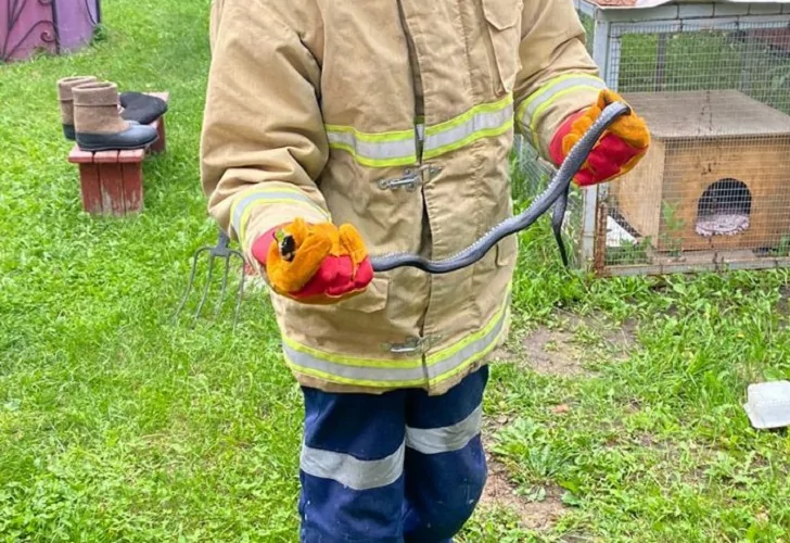 Под Уфой в жилой дом забралась змея