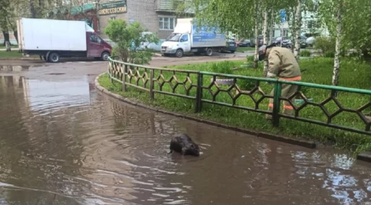 В уфимской луже завелся бобер: местным жителям пришлось вызвать спасателей