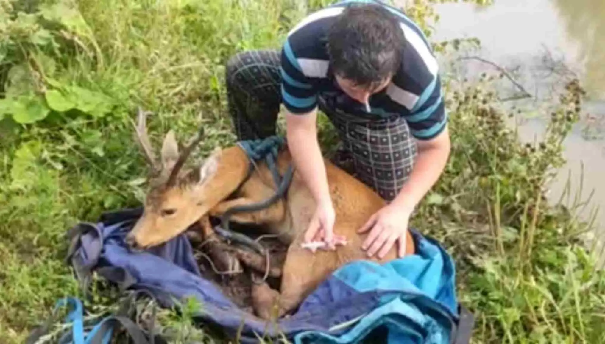 В Уфе спасателям пришлось плыть за раненой косулей – от страха она переплыла на другой берег