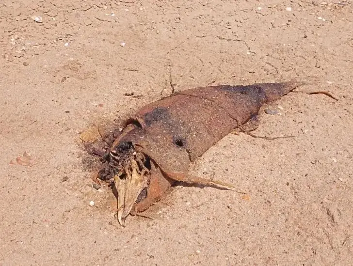 «Мазут начнет вонять летом»: волонтер из Анапы честно ответил о туристическом сезоне