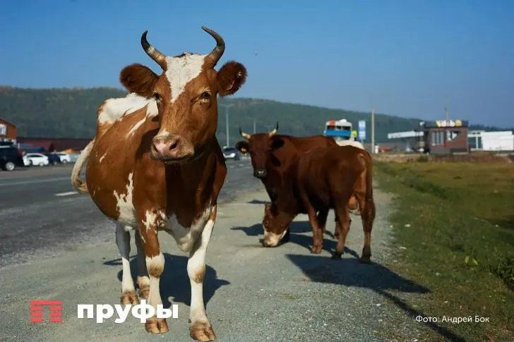 Жители села в Башкирии заметили странное явление: коровы пришли на молитву