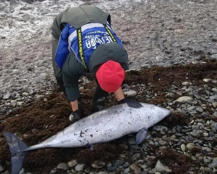 «Черное море гибнет»: эколог – о сероводородной мертвой зоне «воды». Какие берега лучше не посещать?