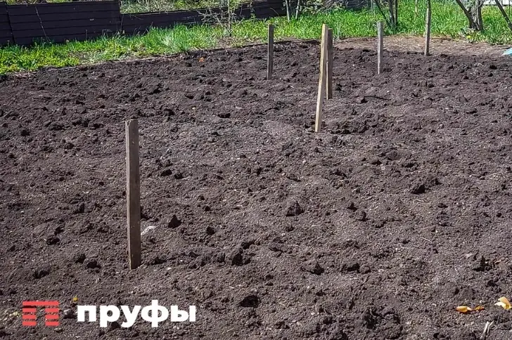 Картофель без хлопот: урожай в 2 раза больше без прополки и окучивания 