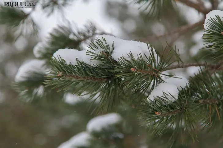 Оттепель отменяется. Синоптики изменили прогноз на первые дни февраля в Башкирии