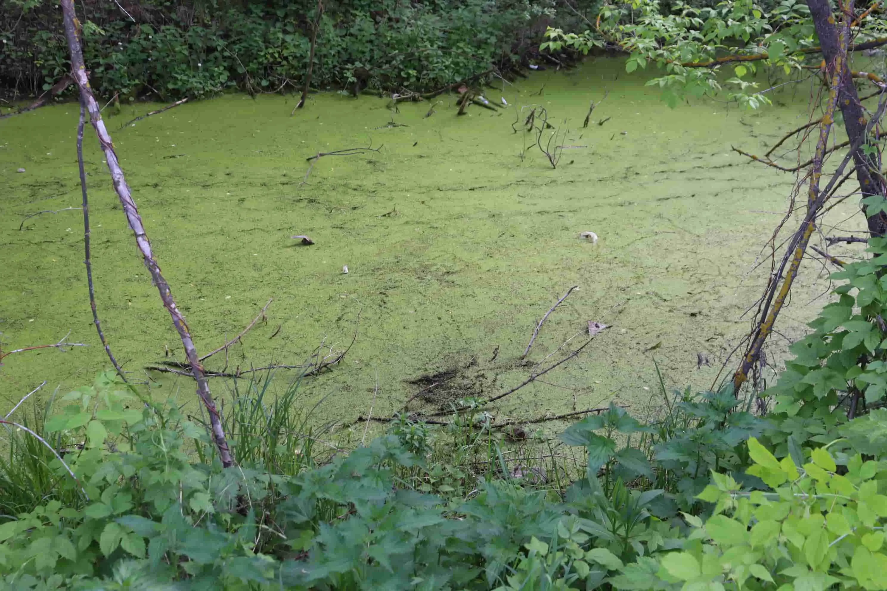 Женщины добывали торф, а воры прятали мешки с бриллиантами – история болота в центре Казани
