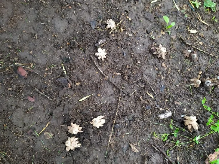 «Не хочу сесть из-за грибов!» Необычная находка напугала уфимцев