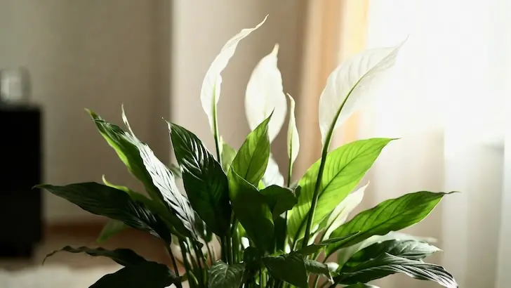 Всем, у кого есть спатифиллум, строго советуют сделать одну важную вещь до прихода весны