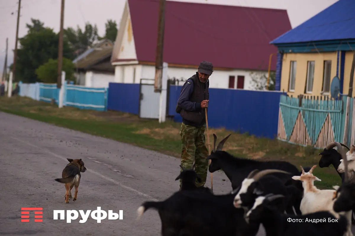 Живая изгородь или профнастил: что выбрать, чтобы не прогадать 