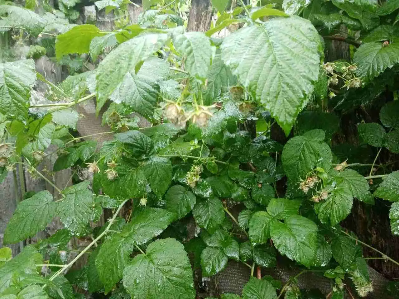 Малина: подкормка, вредители. Что делать, чтобы урожай из сада выносить ведрами
