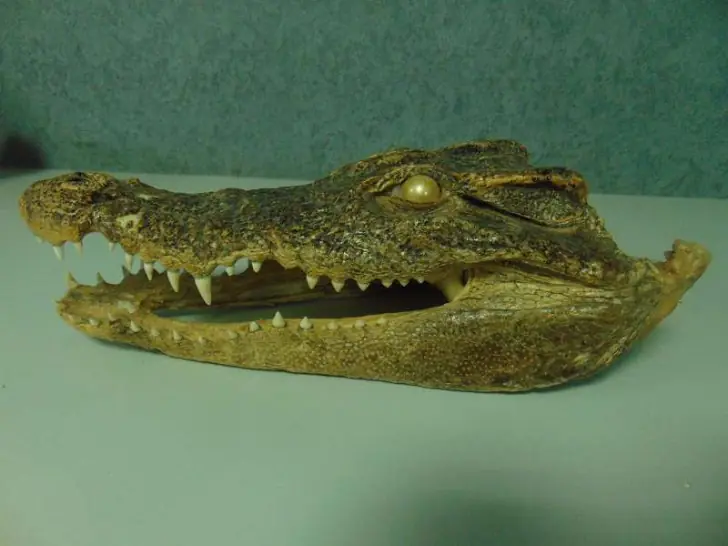 В уфимском аэропорту таможенники нашли у пассажира голову зубастого хищника