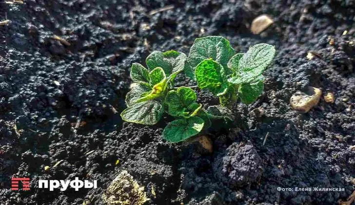 Башкирия и Узбекистан будут сотрудничать по линии сельского хозяйства 