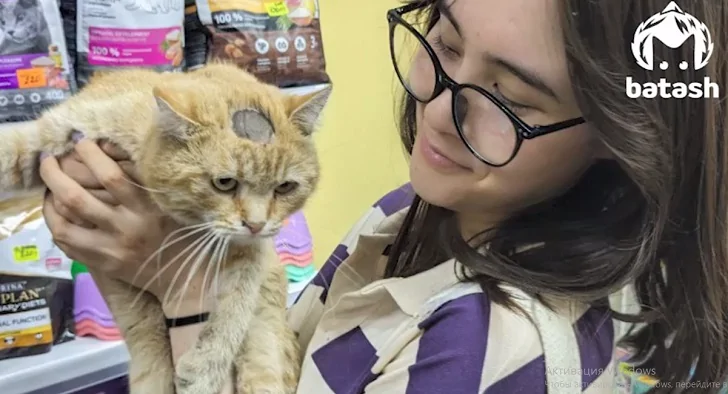 Мемный котик из Уфы теперь сможет застревать в стенах дома любящей хозяйки
