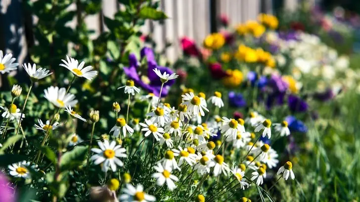 Посадила волшебный многолетник вдоль забора — клещей в саду не видать: природный «щит» от кровососов работает лучше химии