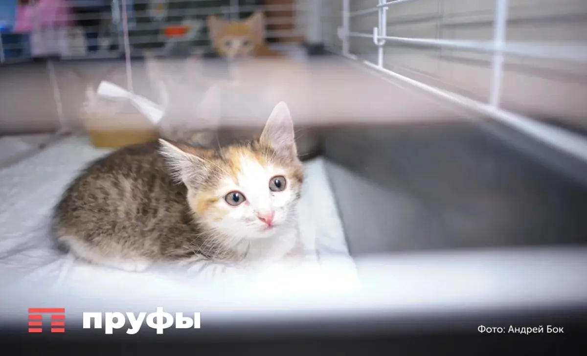Почему важно менять корм кошке: еще одна причина, о которой забывают