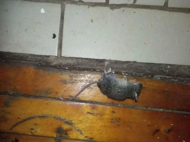 Без ядов и химии: бабушкины секреты изгнания мышей