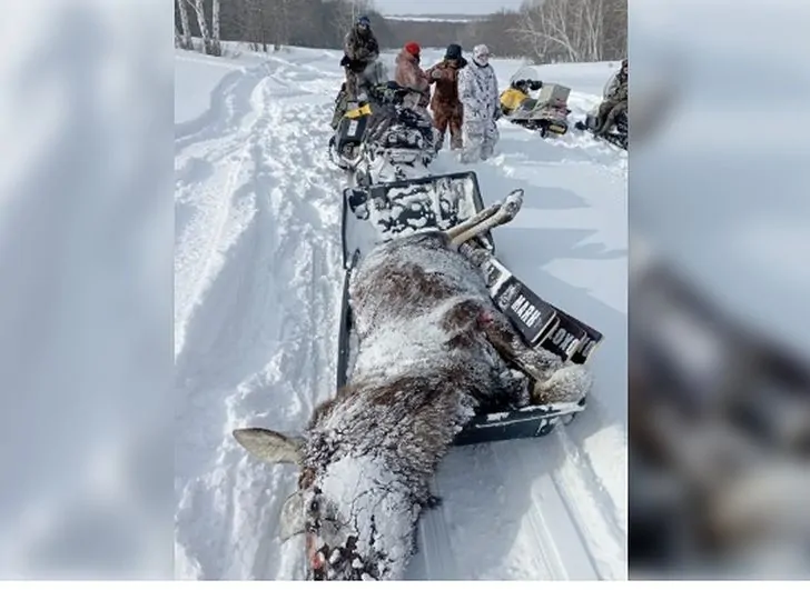В Башкирии браконьеры убили трех лосей