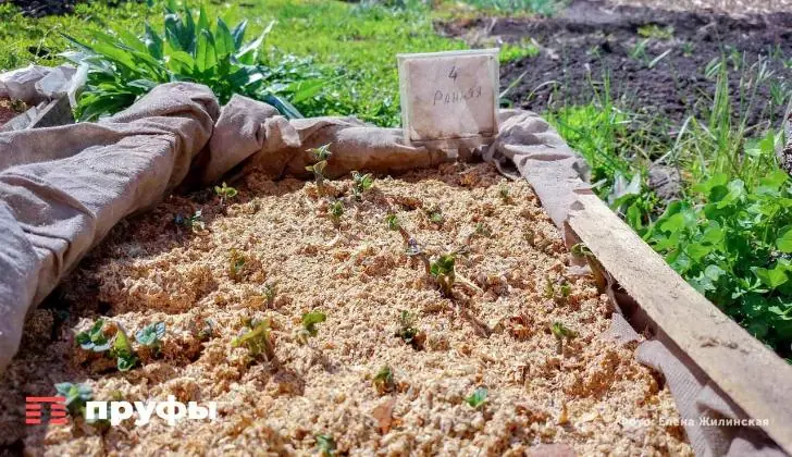 Пора сажать рассаду на картошку. Подготовка семян началась – нужно успеть до конца марта