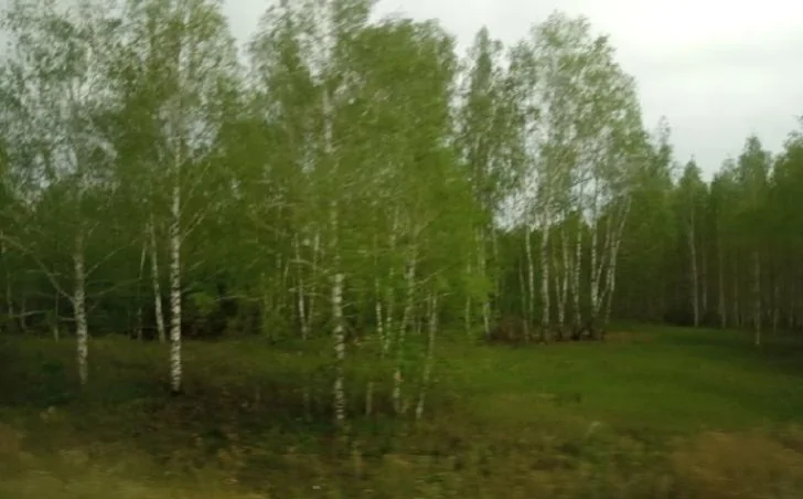 «Лес, как весной»: жителей Башкирии удивил вид деревьев после нашествия гусениц