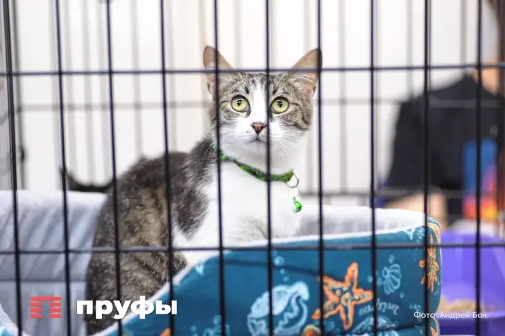 За какие ошибки кошка может игнорировать хозяина до 5 лет