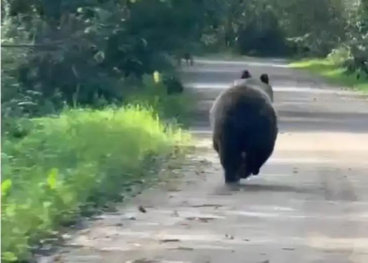 Медведь устроил гонки с автомобилем в Иглинском районе