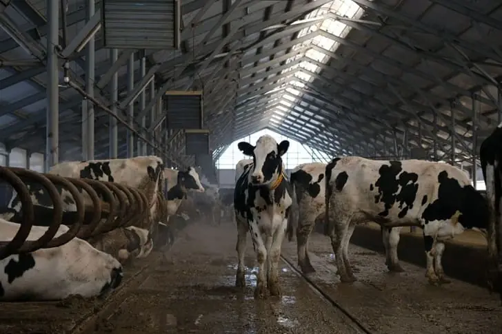 Откуда в магазинах столько молока и масла, если коров мы почти не видим