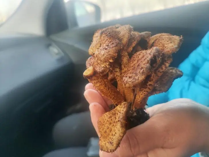 Леса Башкирии заполонил особенный гриб – у него есть ядовитый двойник