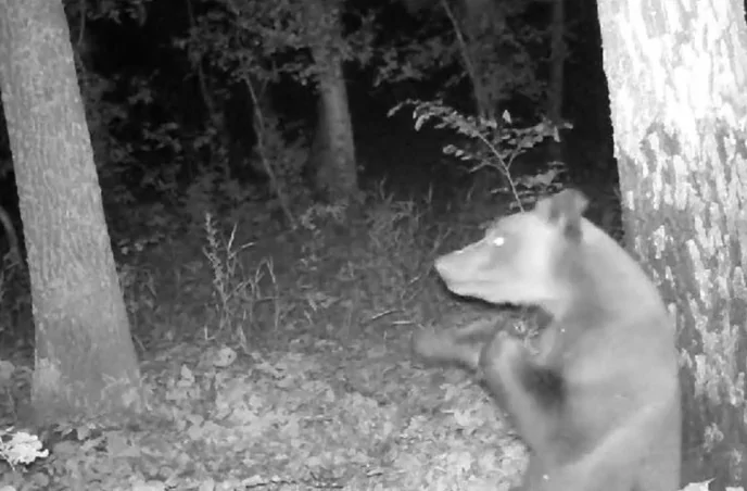 Медведь-боксёр попал на видео в Башкирии