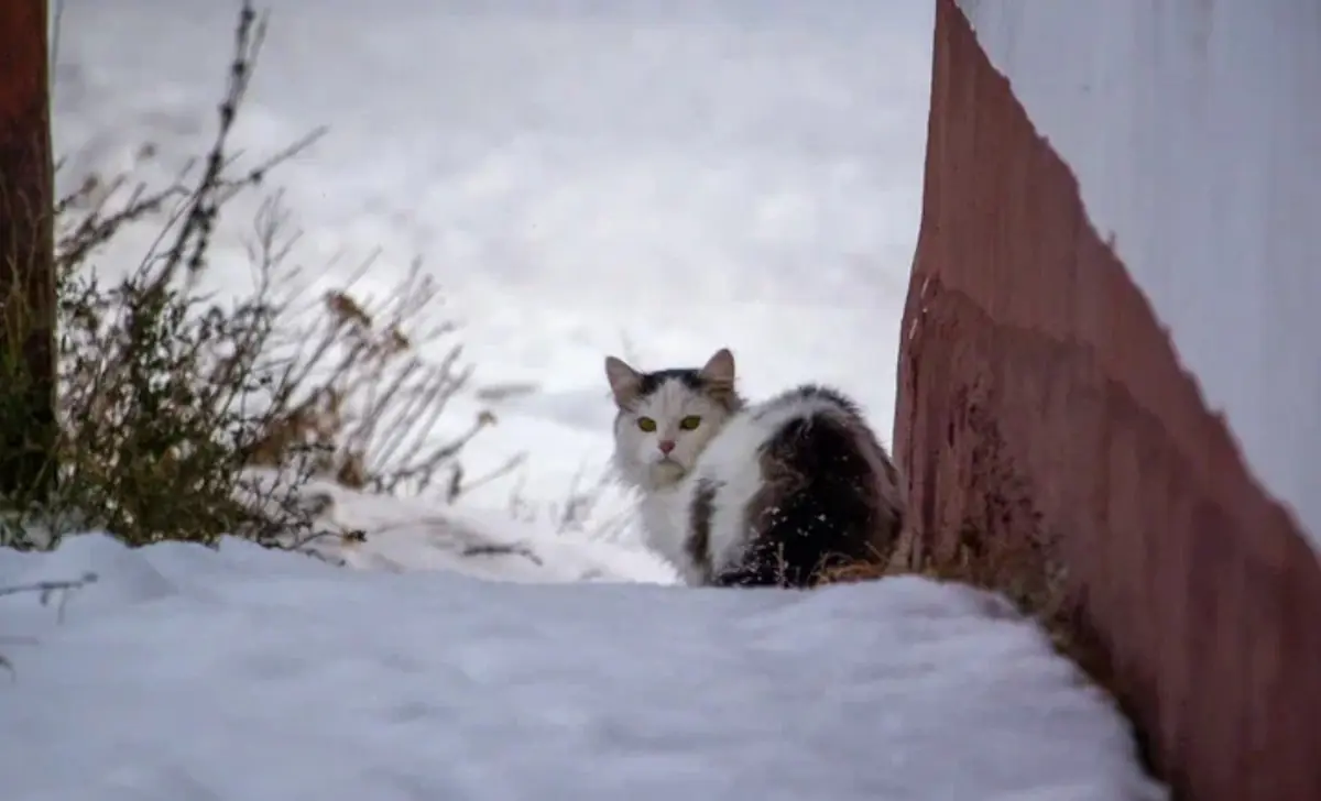 9 вещей, которые сделают кошку по-настоящему счастливой