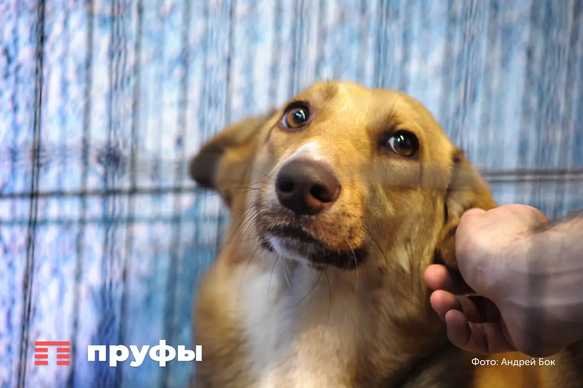 Как законно похоронить питомца и не нарваться на штраф в 5 тысяч