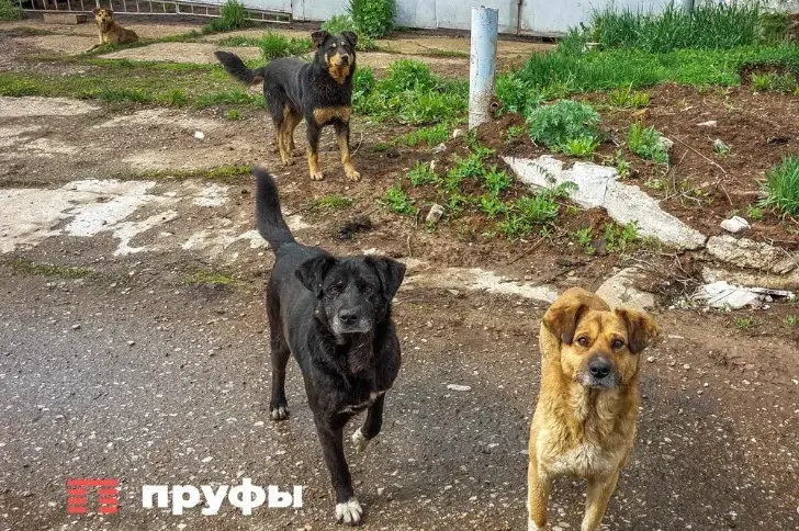 Стая из 10 собак разорвала 9−летнюю девочку в Татарстане 