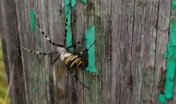 «Я больше спать не лягу» В Башкирии заметили паука-осу из Африки