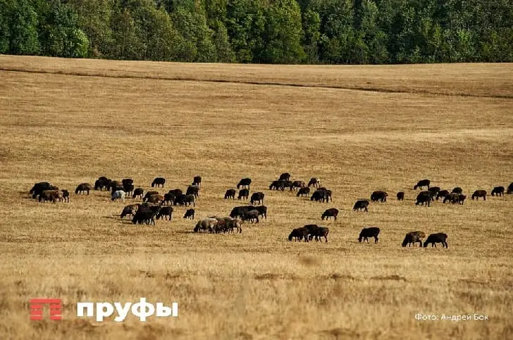 «Гниль, болезнь и плесень»: фермеры Башкирии могут столкнуться с эпидемией колхозов СССР