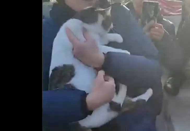 Кошку Мусю, которую сбросили со скалы в «Ласточкином гнезде», спасли