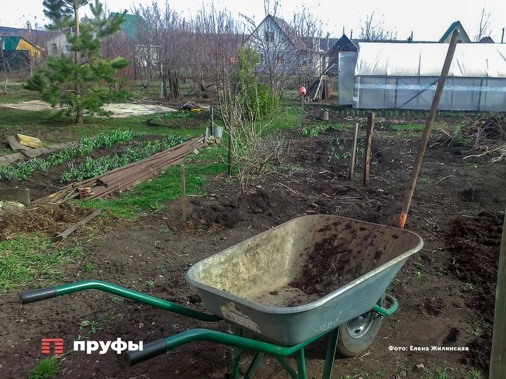 «Все превращается в гниль»: садоводы Башкирии рассказали, как майские холода погубили урожай