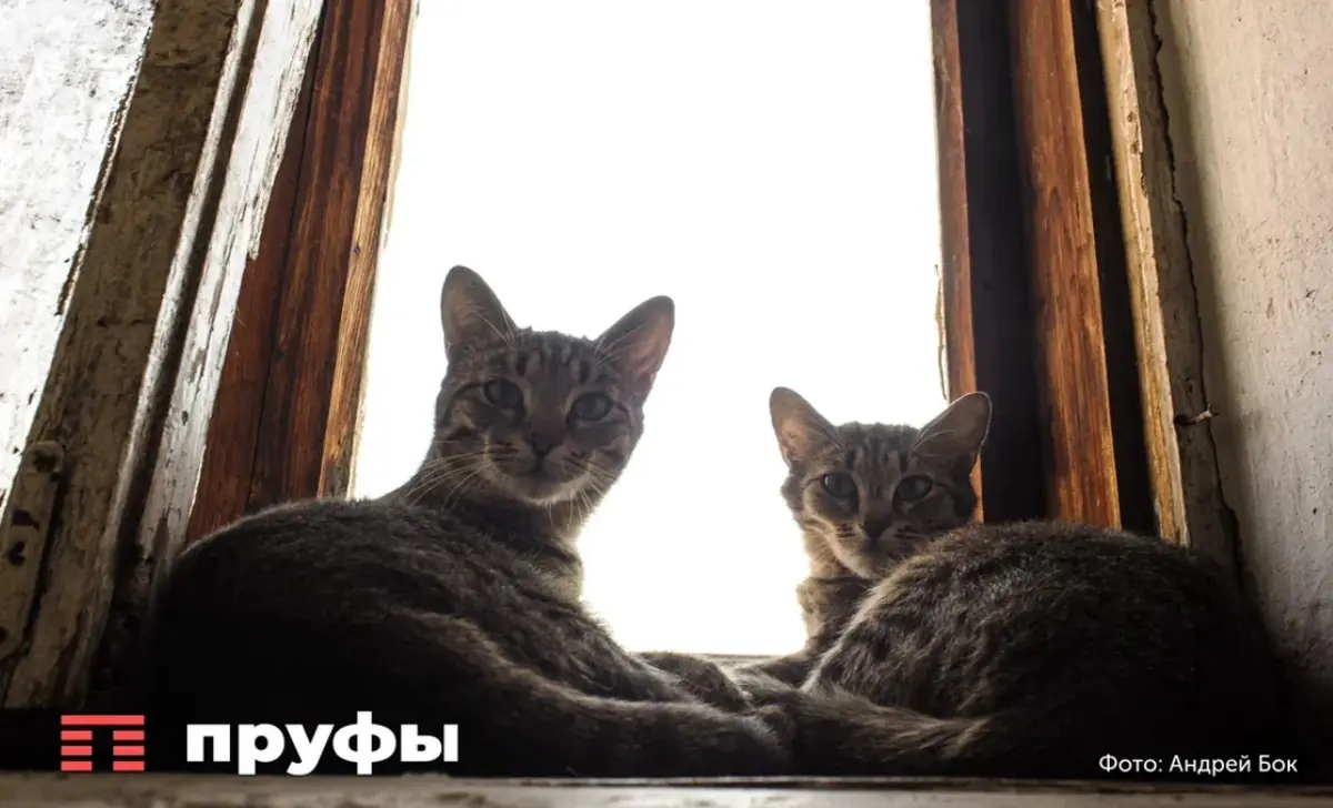 Почему кошка все время просит есть: 5 причин и одна, о которой хозяева часто не задумываются 