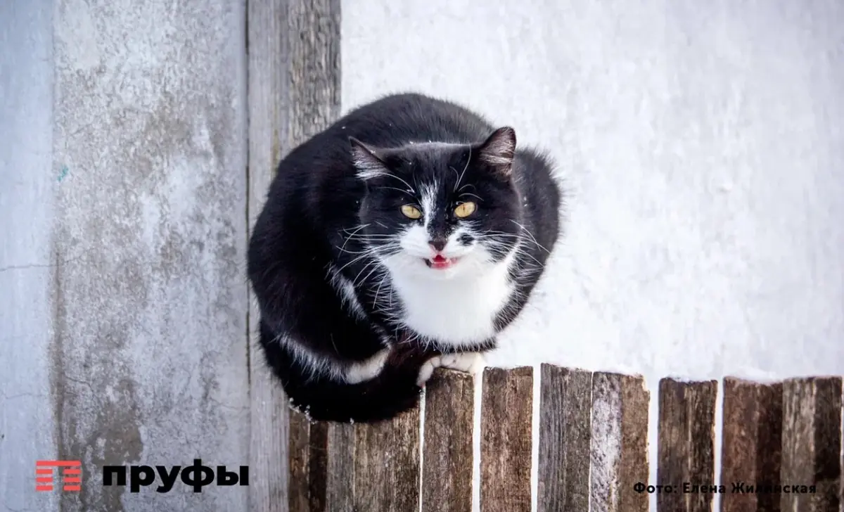 Эти 4 привычки есть почти у каждой кошки, которые сводят с ума хозяев