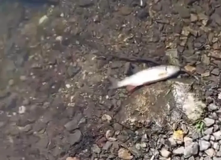 «Окунь и щука дохнет – все дохнет». Мертвых рыб обнаружили в реке Таналык близ месторождения «УГМК»